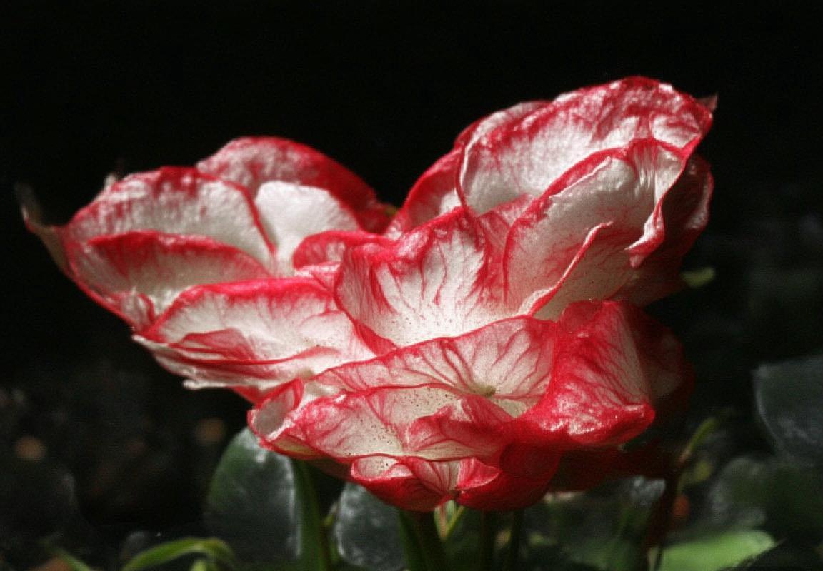 钉钉聊天翻译-HelloWorld 翻译软件下载 钉钉实时翻译-钉钉实时翻译